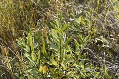 Salix humilis