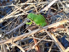 Hyla arborea