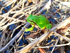 Hyla arborea