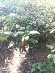 Salvia gesneriiflora