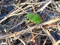 Hyla arborea