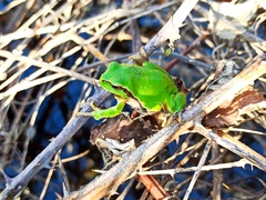 Hyla arborea
