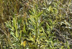 Salix humilis