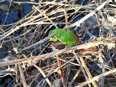Hyla arborea