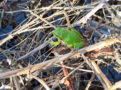 Hyla arborea