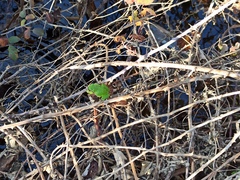 Hyla arborea