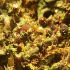 Bilimbia sabuletorum