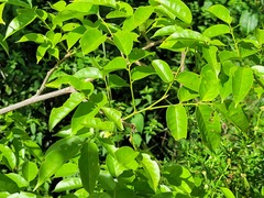 Pterocarpus rohrii