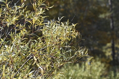 Salix petiolaris