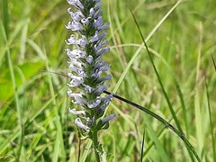 Veronica steppacea