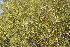 Salix petiolaris