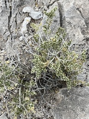 Mortonia utahensis