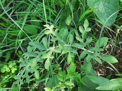 Psephellus daghestanicus