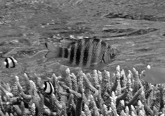 Abudefduf septemfasciatus