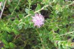 Diastella divaricata divaricata