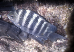 Abudefduf septemfasciatus