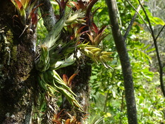 Tillandsia seleriana