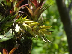 Tillandsia seleriana