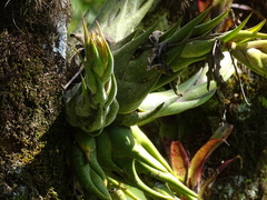 Tillandsia seleriana