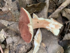 Xanthoconium purpureum