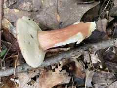 Xanthoconium purpureum