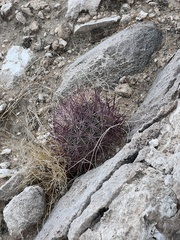 Echinomastus johnsonii