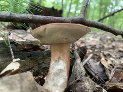 Xanthoconium purpureum