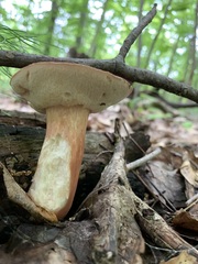 Xanthoconium purpureum