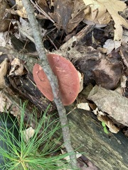 Xanthoconium purpureum