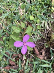 Arthrostemma ciliatum