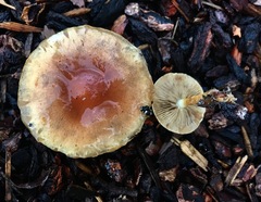 Pholiota spumosa
