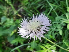 Psephellus daghestanicus