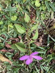 Arthrostemma ciliatum