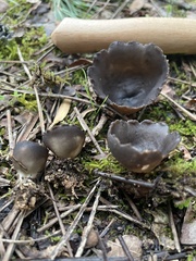 Dissingia leucomelaena