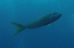 Ocyurus chrysurus