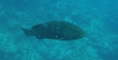 Epinephelidae