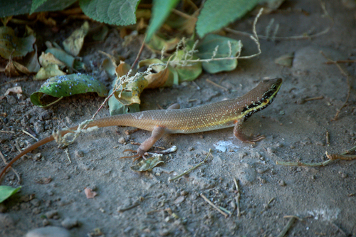 African Five-lined Skink