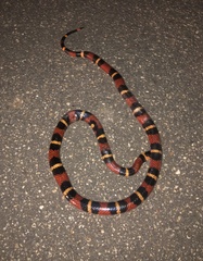 Lampropeltis abnorma