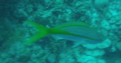 Ocyurus chrysurus