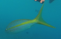 Ocyurus chrysurus