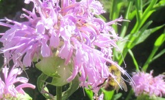 Bombus flavifrons