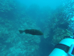 Epinephelidae