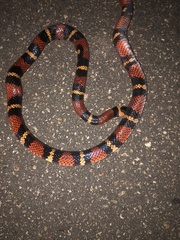 Lampropeltis abnorma