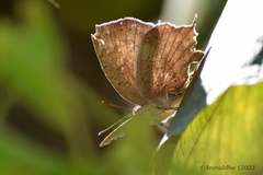 Surendra quercetorum