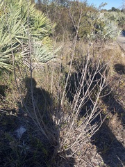 Asimina reticulata