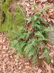 Polypodium interjectum