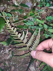 Dryopteris varia