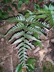 Dryopteris varia
