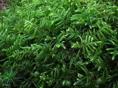 Hyocomium armoricum