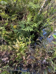 Epidendrum amphistomum